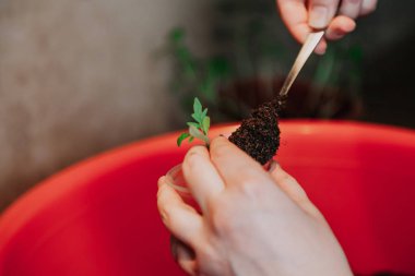 Fidan ile plastik konteyner Earth'te ellerini sıkın