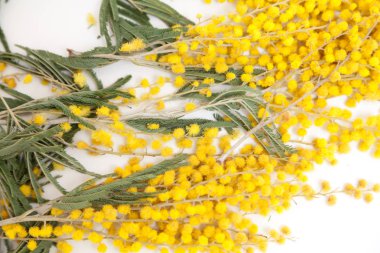 Beyaz zemin üzerine sarı Mimoza şube