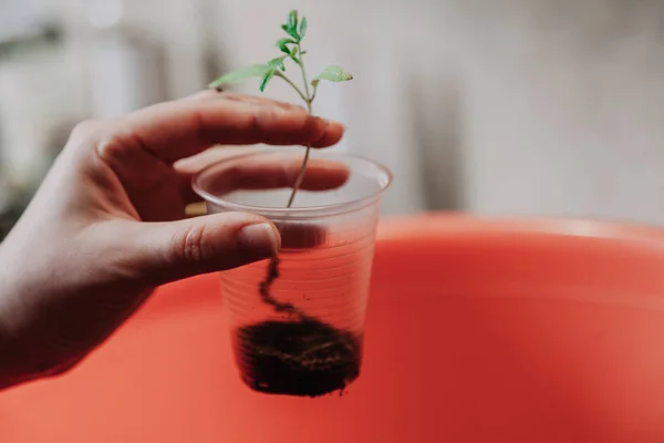 Hands plant tomato sprout in plastic container