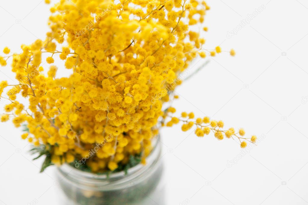Branch of yellow mimosa in jar on white background