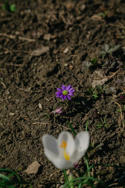 Flor púrpura crece en el jardín —  Fotos de Stock