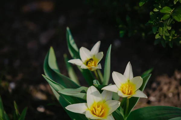 Schöne weiße Tulpen wachsen im Garten — Stockfoto