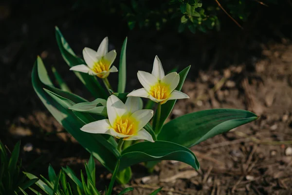 Hermosos tulipanes blancos creciendo en el jardín — Foto de Stock