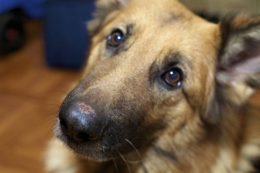 Alman çoban köpeği.