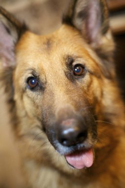 Alman çoban köpeği.