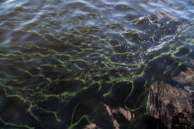 Yeşil boşanmalar ile soyut arka plan