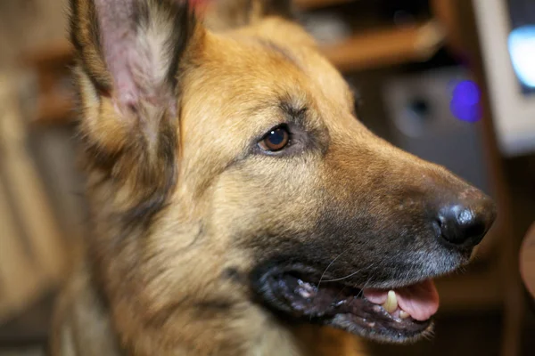 Cão pastor alemão — Fotografia de Stock