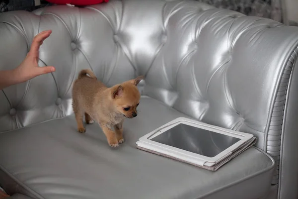 Chihuahua cachorro en sofá de plata —  Fotos de Stock