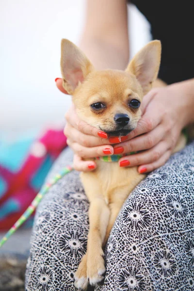 Chihuahua cão senta-se em pernas femininas — Fotografia de Stock