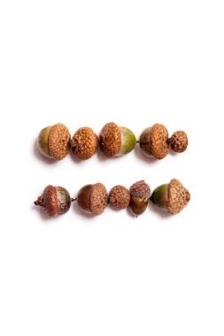 Eşitlik işareti meşe palamudu dışarı atılır