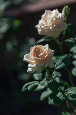 yeşil yaprakları ile güzel Sarı Gül