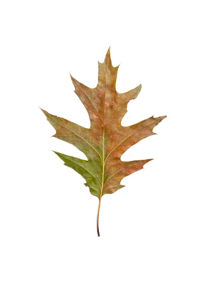 白い背景の上のオークの葉 — ストック写真