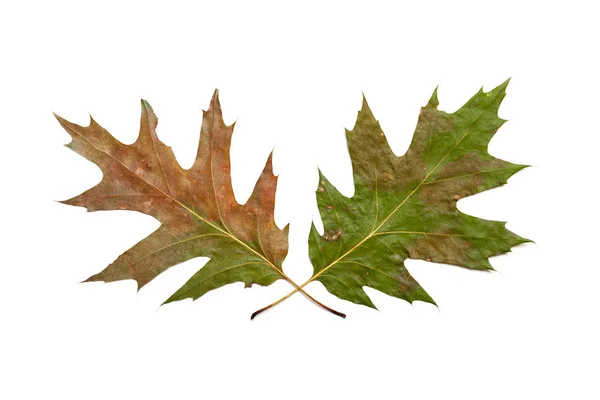 Two oak leaves on  white background — Stock Photo, Image