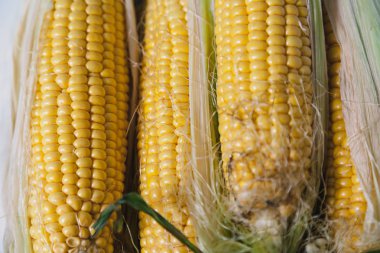 Olgun Mısır closeup koçanı