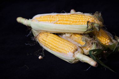 Olgun mısır koçanı siyah arka plan üzerine yalan