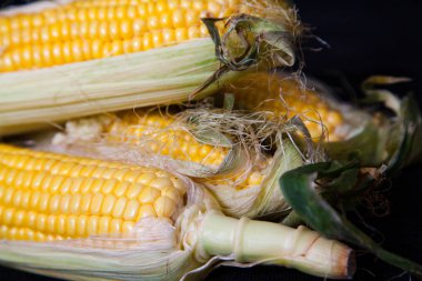 Olgun mısır koçanı siyah arka plan üzerine yalan