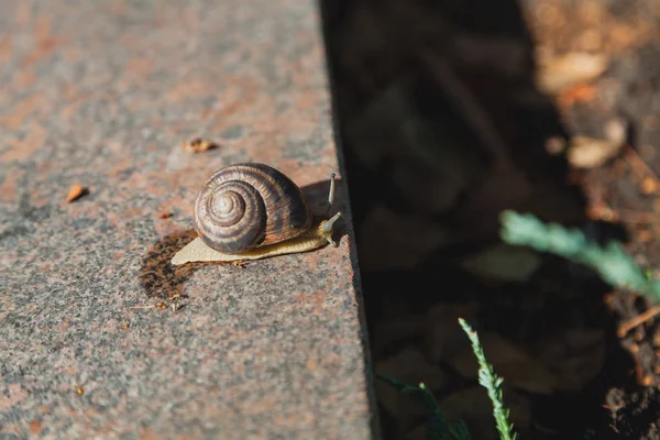 Siput merangkak di permukaan granit — Stok Foto