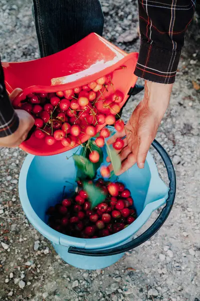 Hands pour red cherry into bucket — Stock Photo, Image