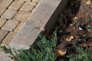 Granit kaldırımda sürünen salyangoz