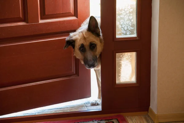 Cão espreita na porta — Fotografia de Stock