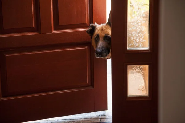 Cão espreita na porta — Fotografia de Stock