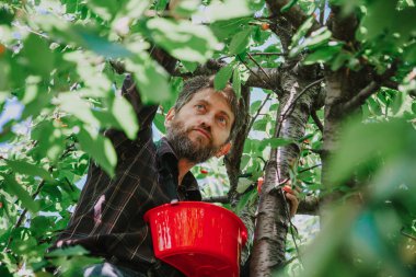 Ağaçta sakallı adam kırmızı kiraz toplar