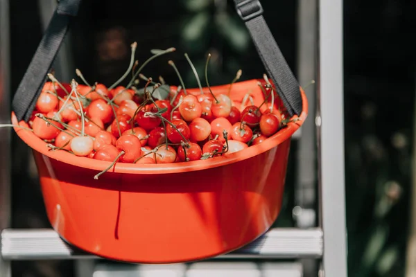 Спелая красная вишня в пластиковом контейнере — стоковое фото