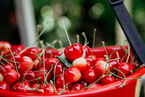 Стиглі червоні вишні в пластиковій тарі — стокове фото