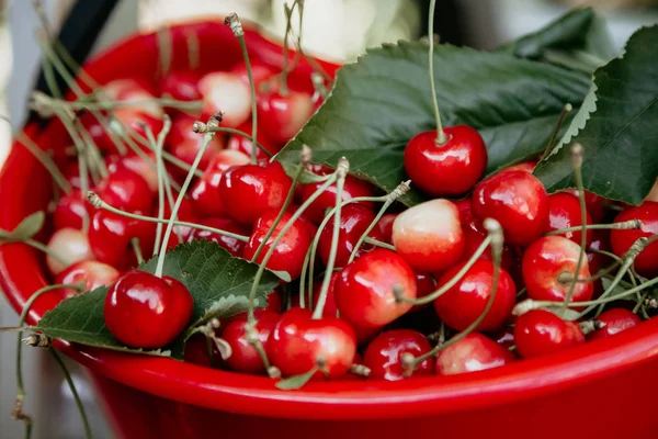 Стиглі червоні солодкі вишні в пластиковій тарі — стокове фото