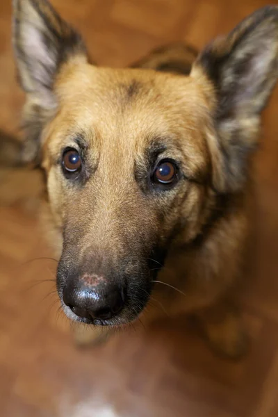 Cão pastor alemão — Fotografia de Stock