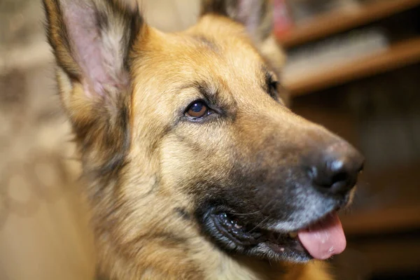 Deutscher Schäferhund — Stockfoto