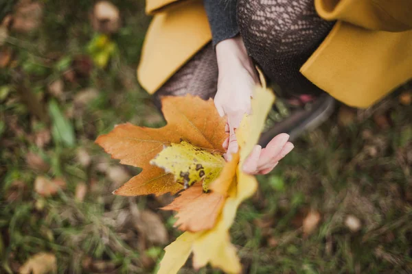 Female thin hands hold large fallen maple leaf — Stock Photo, Image