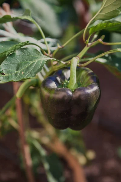 Green pepper grows on  bush — Stock Photo, Image