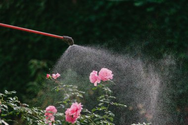 Pembe gül bush özel bir alet ile püskürtülür
