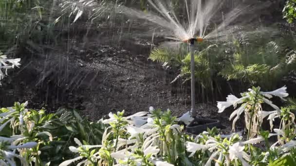 人工降雨的喷射 旋转洒水器在床上迷人的奇观 花园灌溉系统以混乱的方式喷射喷水喷流 — 图库视频影像