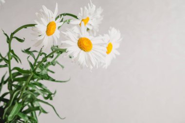 Papatya özgün perspektif içinde