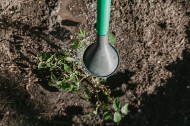 Çalı gülleri yeşil sulama dan sulandı olabilir. Yukarıdan görüntüle