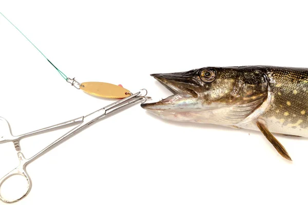 Pike and lure lying on  white background — Stock Photo, Image