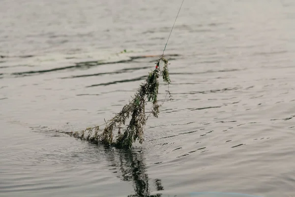 Algas na cana de pesca sobre a água — Fotografia de Stock