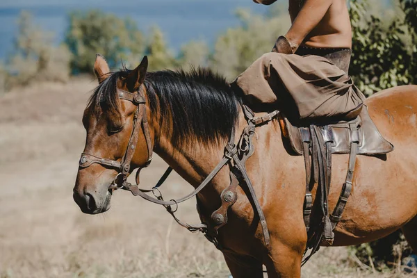 Cavalier avec torse nu est assis sur le cheval — Photo