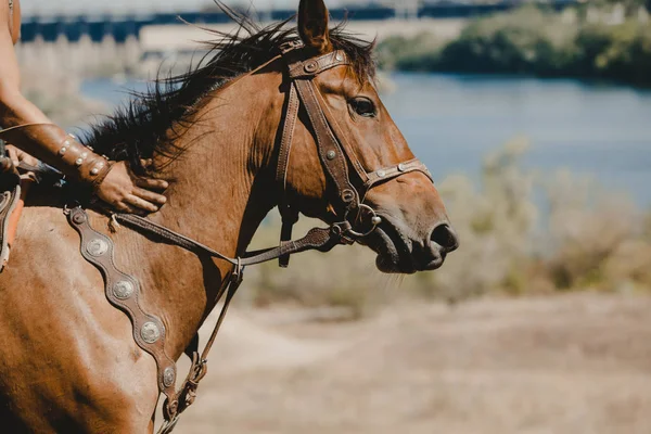 Лошадь и всадник рука на фоне пруда — стоковое фото