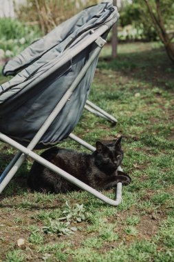 Siyah kedi taşınabilir sandalye altında oturur