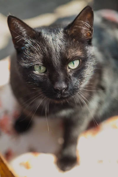 Portrait of black cat in sunlight — Stock Photo, Image