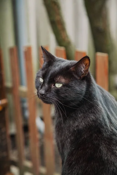 Beautiful black cat close up — Stock Photo, Image