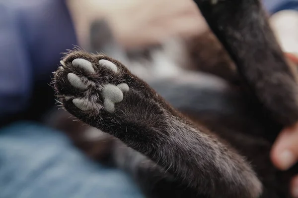 Hind black cat close-up. Bottom view — Stock Photo, Image