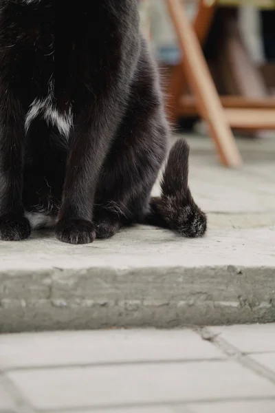 Schwarze Katze sitzt auf Betonplatte in Großaufnahme — Stockfoto