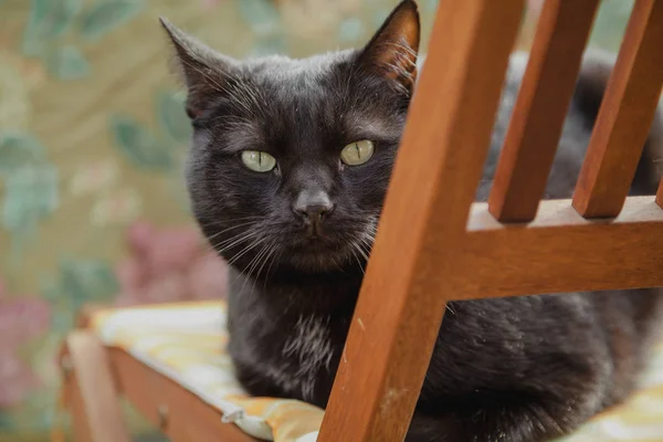 Portrait of black cat on wooden chair close-up — Stock Photo, Image