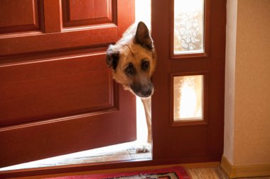 Kapı köpek peeks