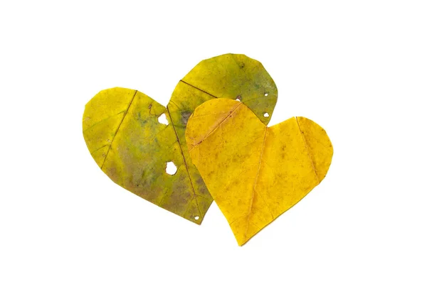 Two hearts are carved from maple leaf — Stock Photo, Image