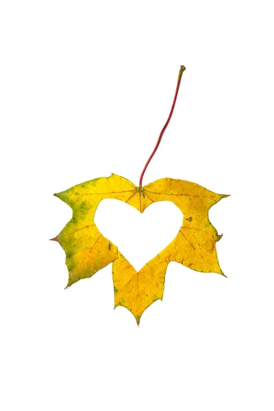 Kalp sembolü sarı akçaağaç yaprak oyulmuş — Stok fotoğraf